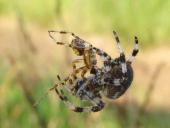 Paarung: Vierfleck-Kreuzspinne (Araneus quadratus) W. 18 mm M. 7-10 mm-L. Klasing