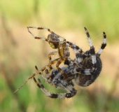 Paarung: Vierfleck-Kreuzspinne (Araneus quadratus) W. 18 mm M. 7-10 mm-L. Klasing