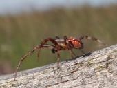 Nach der Eiablage: Vierfleck-Kreuzspinne W. (Araneus quadratus) W. 18 mm M. 7-10 mm-L. Klasing