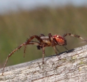 Nach der Eiablage: Vierfleck-Kreuzspinne W. (Araneus quadratus) W. 18 mm M. 7-10 mm-L. Klasing