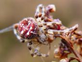 Nach der Eiablage: Vierfleck-Kreuzspinne W. (Araneus quadratus) W. 18 mm M. 7-10 mm-L. Klasing