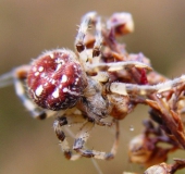 Nach der Eiablage: Vierfleck-Kreuzspinne W. (Araneus quadratus) W. 18 mm M. 7-10 mm-L. Klasing