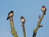 Rauchschwalbe (Hirundu rustica)-L. Klasing