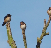 Rauchschwalbe (Hirundu rustica)-L. Klasing