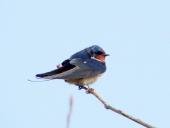 Rauchschwalbe (Hirundu rustica)-L. Klasing