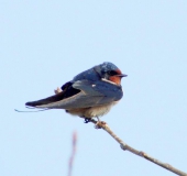 Rauchschwalbe (Hirundu rustica)-L. Klasing