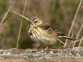 Baumpieper (Anthus trivialis)-L. Klasing