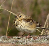 Baumpieper (Anthus trivialis)-L. Klasing