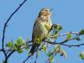 Baumpieper (Anthus trivialis)-L. Klasing