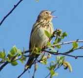 Baumpieper (Anthus trivialis)-L. Klasing