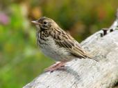Junger Baumpieper (Anthus trivialis)-L. Klasing