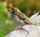 Junger Baumpieper (Anthus trivialis)-L. Klasing