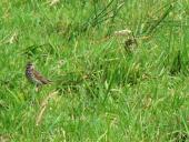 Wiesenpieper (Anthus pratensis)-L. Klasing
