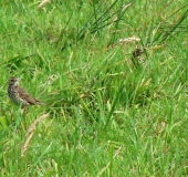 Wiesenpieper (Anthus pratensis)-L. Klasing