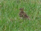 Feldlerche (Alauda arvensis)-L. Klasing