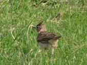 Feldlerche (Alauda arvensis)-L. Klasing