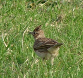 Feldlerche (Alauda arvensis)-L. Klasing