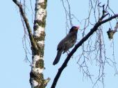 Amsel (Turdus merula)-L. Klasing