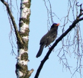 Amsel (Turdus merula)-L. Klasing