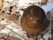 Amsel (Turdus merula)-L. Klasing