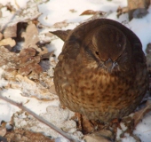 Amsel (Turdus merula)-L. Klasing