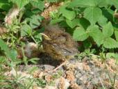 Junge Amsel (Turdus merula)-L. Klasing