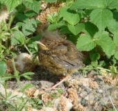 Junge Amsel (Turdus merula)-L. Klasing