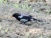 Amsel Teilalbino (Turdus merula)-L. Klasing