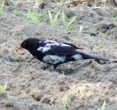 Amsel Teilalbino (Turdus merula)-L. Klasing