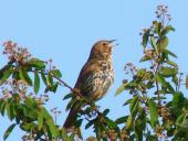 Singdrossel (Turdus philomelos)-L. Klasing
