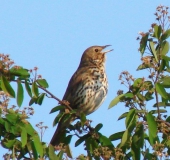 Singdrossel (Turdus philomelos)-L. Klasing