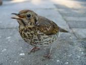 Junge Singdrossel (Turdus philomelos)-L. Klasing