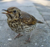 Junge Singdrossel (Turdus philomelos)-L. Klasing