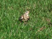 Misteldrossel (Turdus viscivorus)-L. Klasing