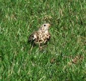 Misteldrossel (Turdus viscivorus)-L. Klasing