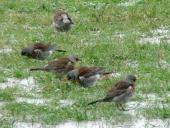 Wacholderdrossel (Turdus pilaris)-L. Klasing