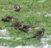 Wacholderdrossel (Turdus pilaris)-L. Klasing