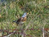 Wacholderdrossel (Turdus pilaris)-L. Klasing