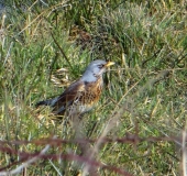 Wacholderdrossel (Turdus pilaris)-L. Klasing