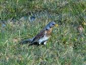 Wacholderdrossel (Turdus pilaris)-L. Klasing