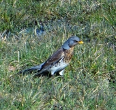 Wacholderdrossel (Turdus pilaris)-L. Klasing