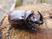 Nashornkäfer m. (Oryctes nasicorni)-L. Klasing