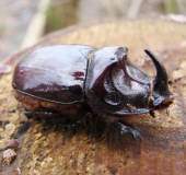 Nashornkäfer m. (Oryctes nasicorni)-L. Klasing