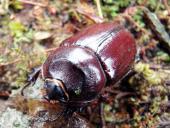 Nashornkäfer w. (Oryctes nasicorni)-L. Klasing