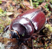 Nashornkäfer w. (Oryctes nasicorni)-L. Klasing