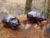 Nashornkäfer w. u. m. (Oryctes nasicorni)-L. Klasing