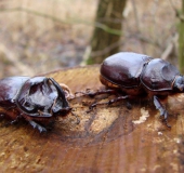 Nashornkäfer w. u. m. (Oryctes nasicorni)-L. Klasing