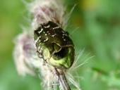 Kupfer-Rosenkäfer (Protaetia cuprea)-L. Klasing