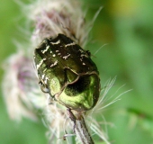 Kupfer-Rosenkäfer (Protaetia cuprea)-L. Klasing