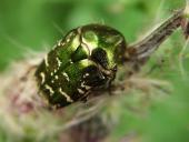 Kupfer-Rosenkäfer (Protaetia cuprea)-L. Klasing